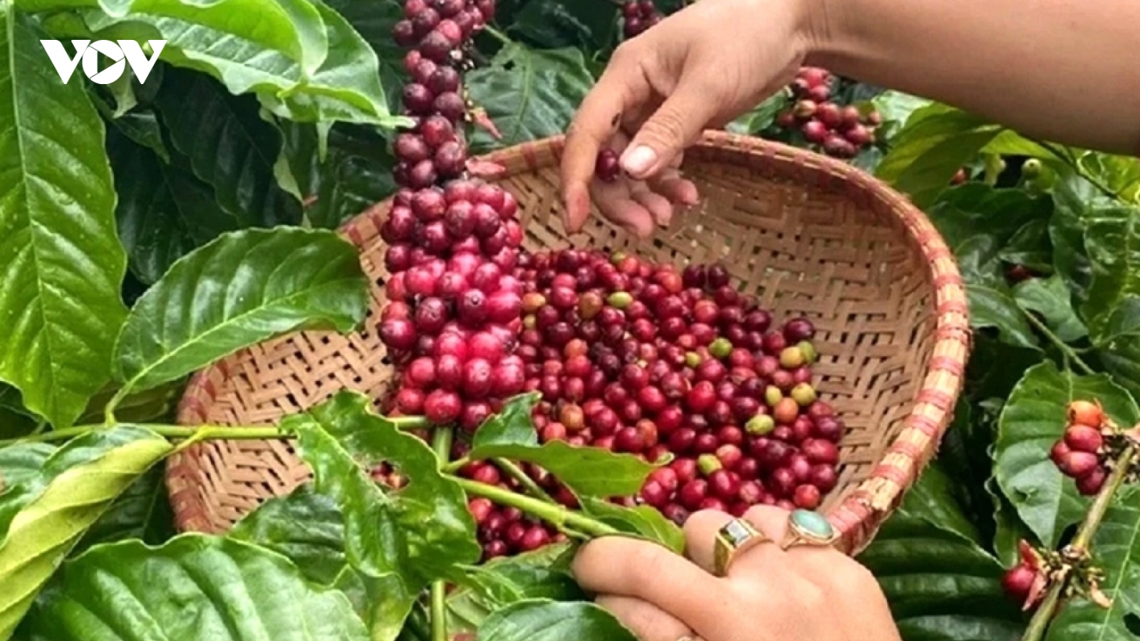 Giá cà phê hôm nay 14/8: Giá cà phê trong nước ở mức 97.000 đồng/kg