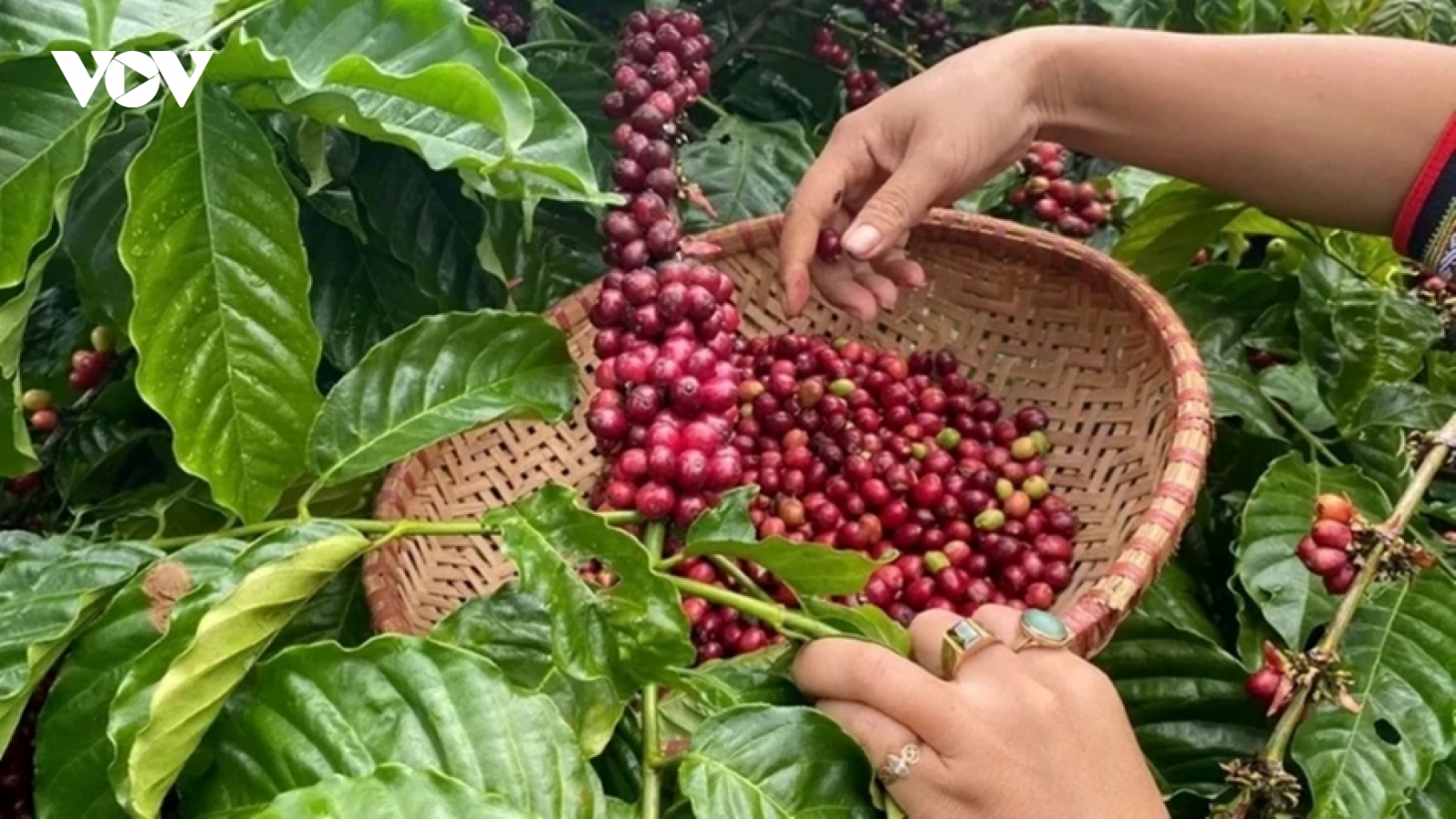 Giá cà phê hôm nay 16/8: Giá cà phê tăng giảm trái chiều trên hai sàn quốc tế