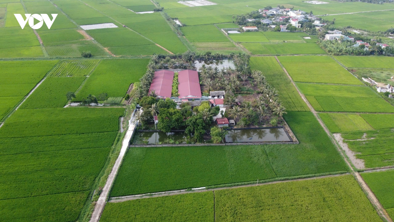 Hàng trăm hộ dân bức xúc vì mùi hôi từ trại lợn gần khu dân cư tại Thanh Hóa