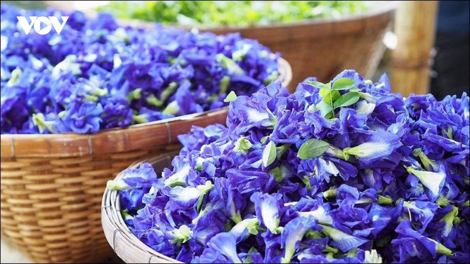 Những loài hoa tưởng chỉ để ngắm, ai ngờ được dùng làm thuốc