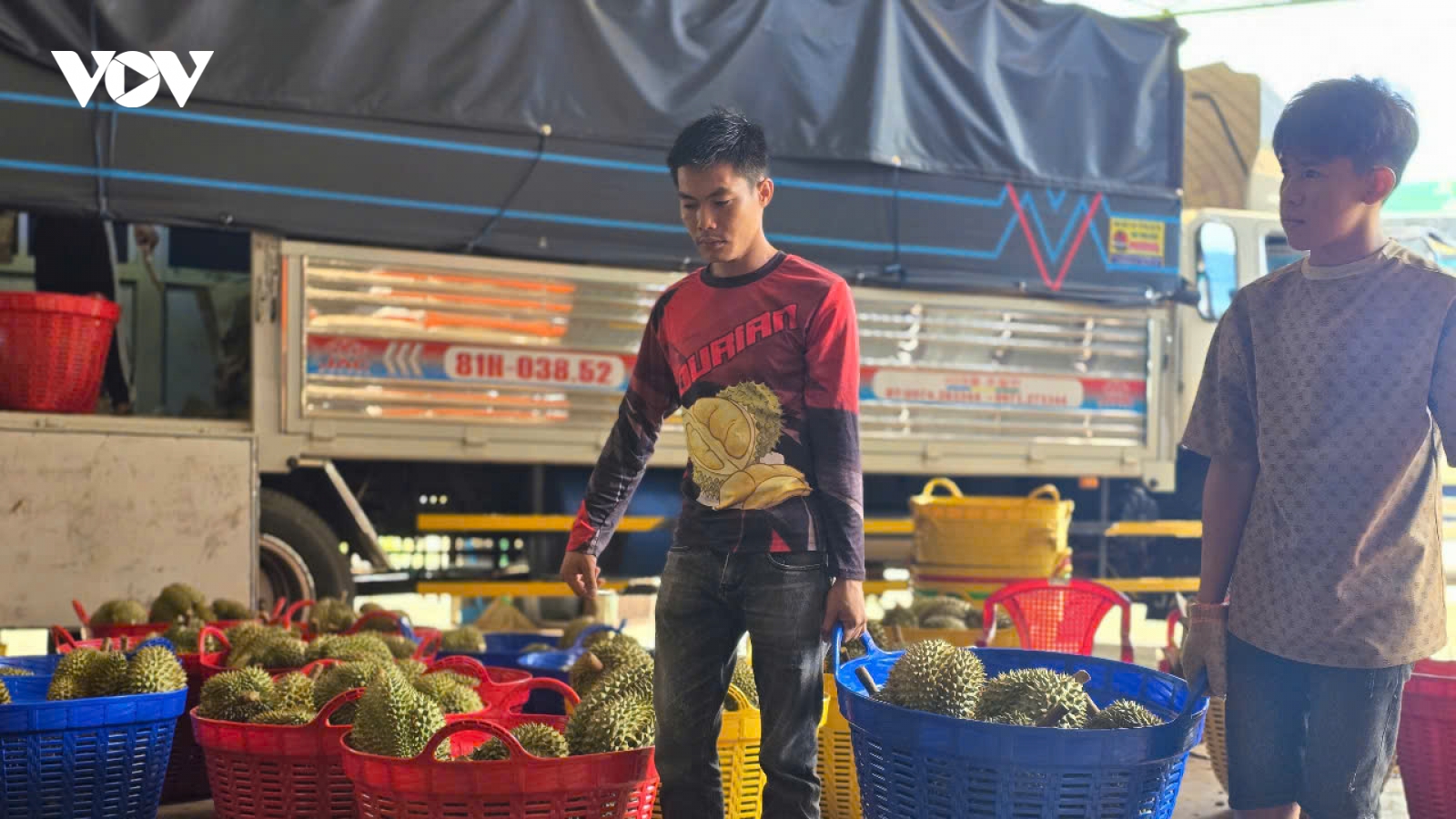 Gia Lai siết chặt quản lý mã số vùng trồng, cơ sở đóng gói