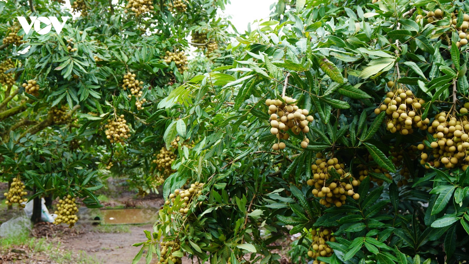 Khách tự tìm đến vườn mua, người trồng nhãn Hưng Yên không mất công mời chào