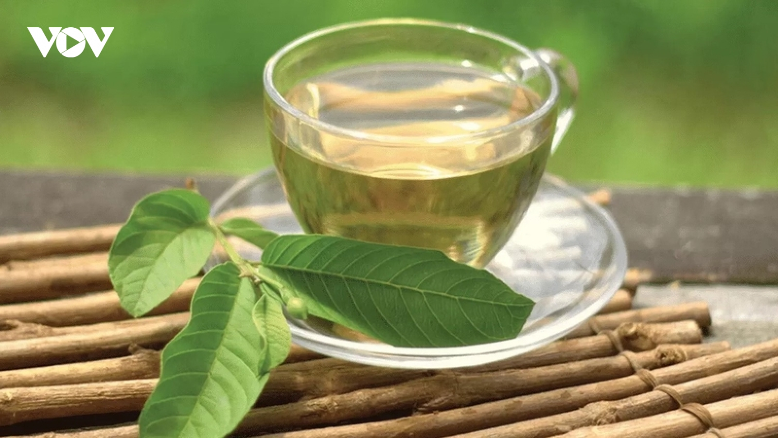 Huyết áp thấp có nên dùng nước lá ổi? Những lưu ý không thể bỏ qua