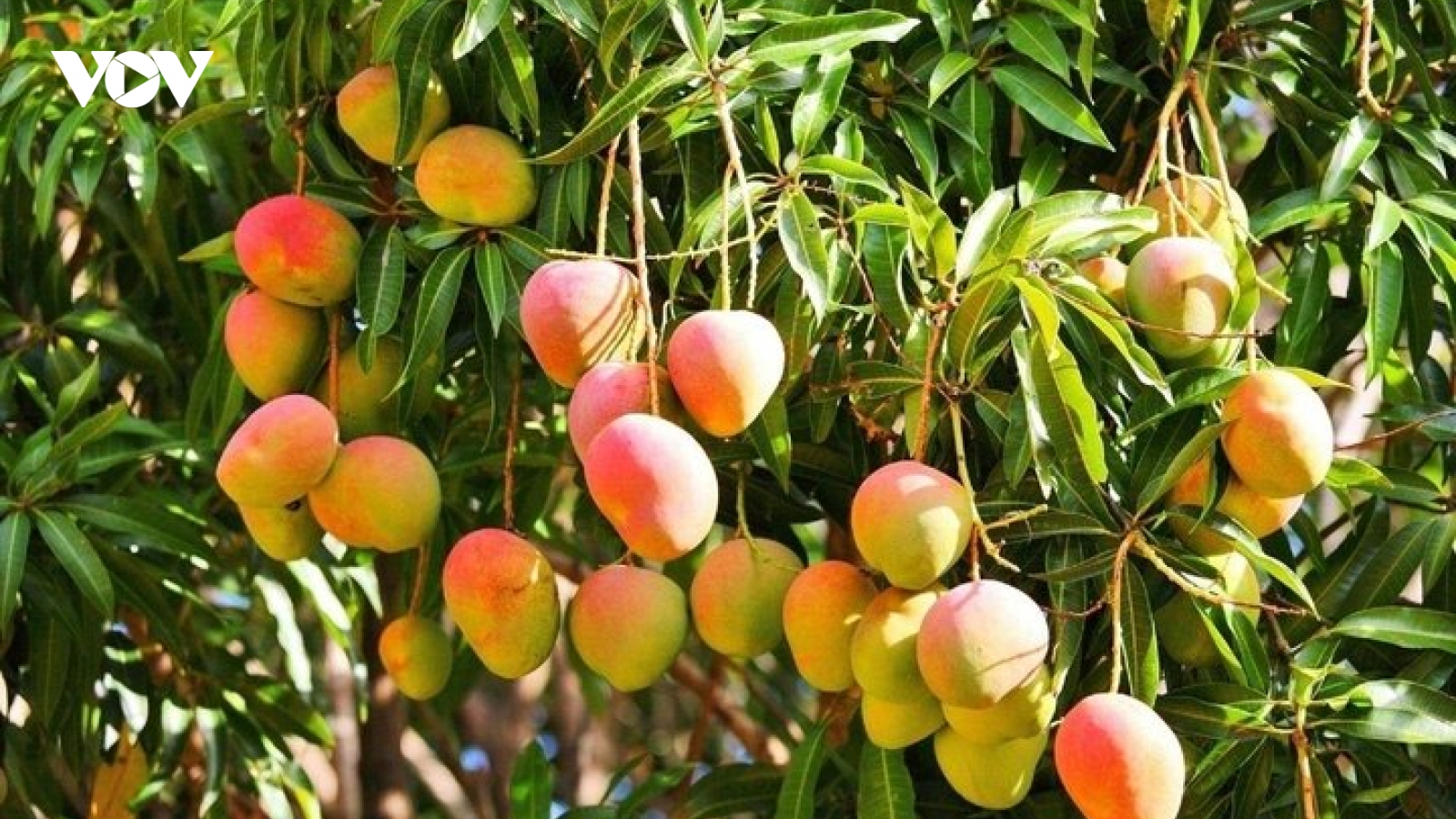 Thứ quả được ví như "ông hoàng trái cây", ăn vào khỏe tim, sáng mắt, đẹp da