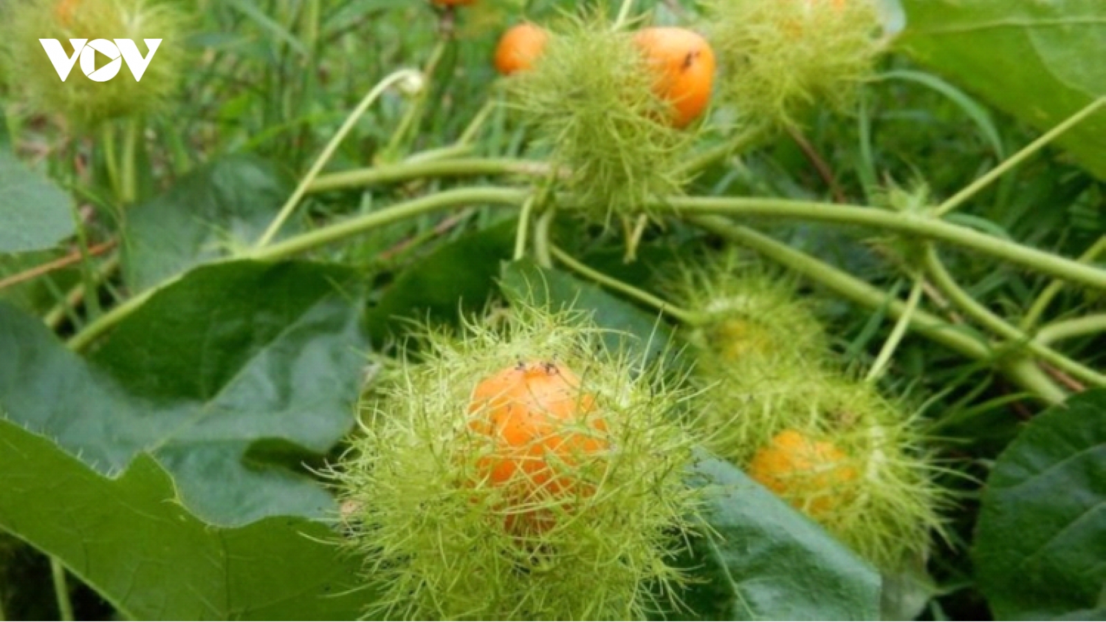 Cây thuốc tự nhiên giúp ngủ ngon, giảm căng thẳng và ổn định huyết áp