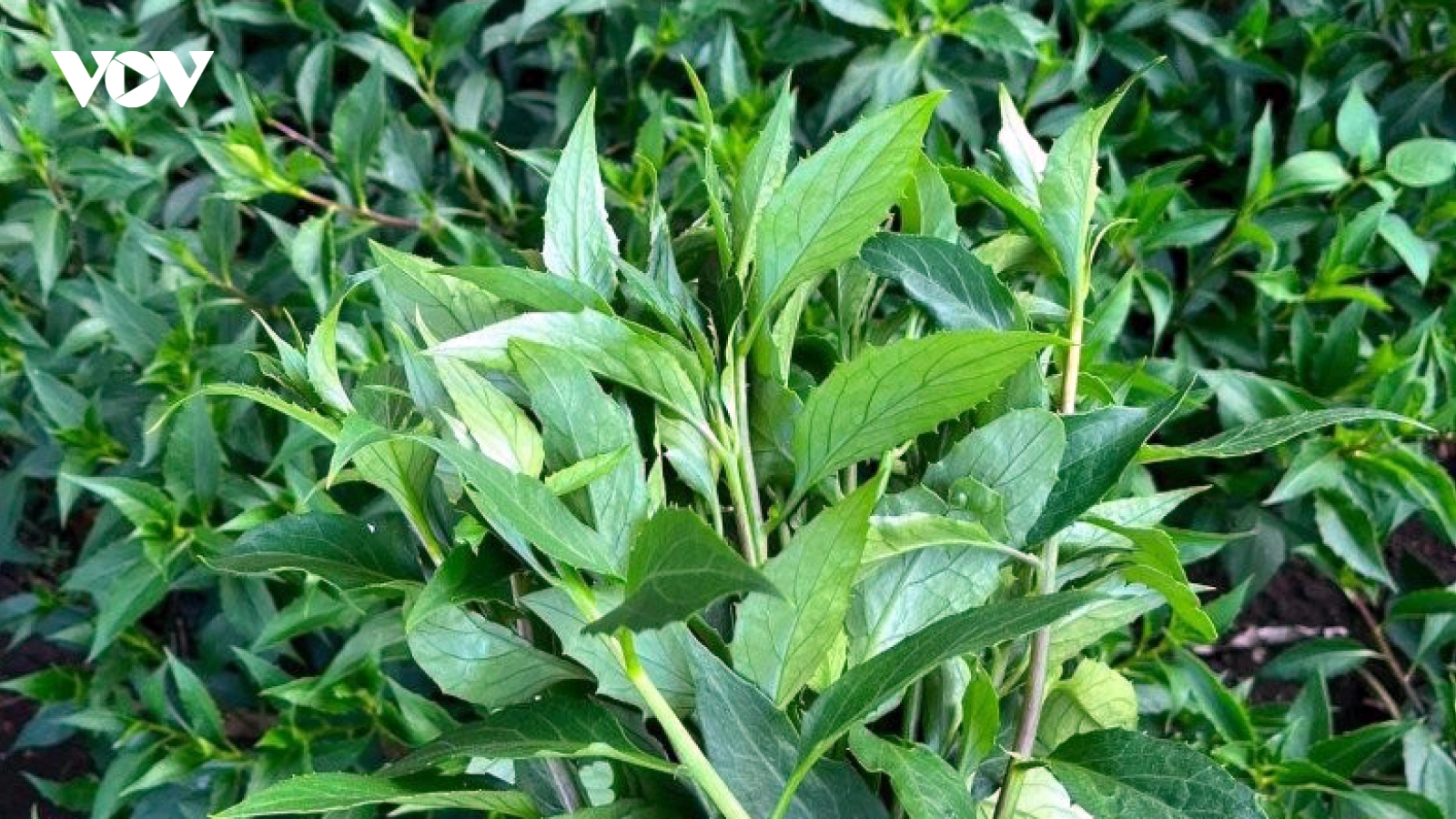 Loại rau rừng mọng nước được người thành phố ưa chuộng