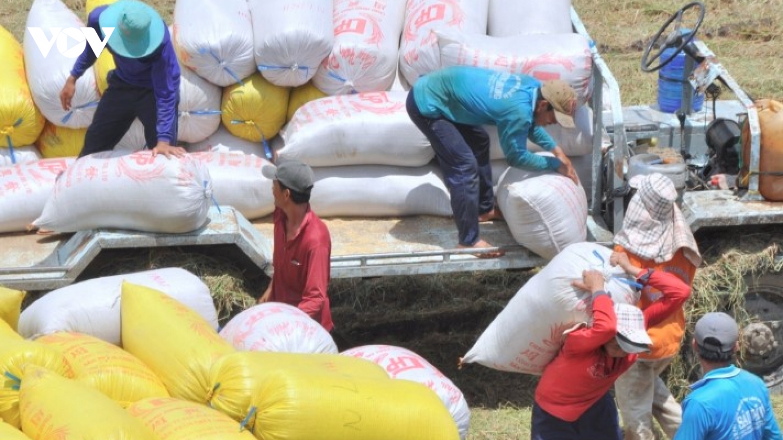 Rice export prices reach 19-month high on tightening supply