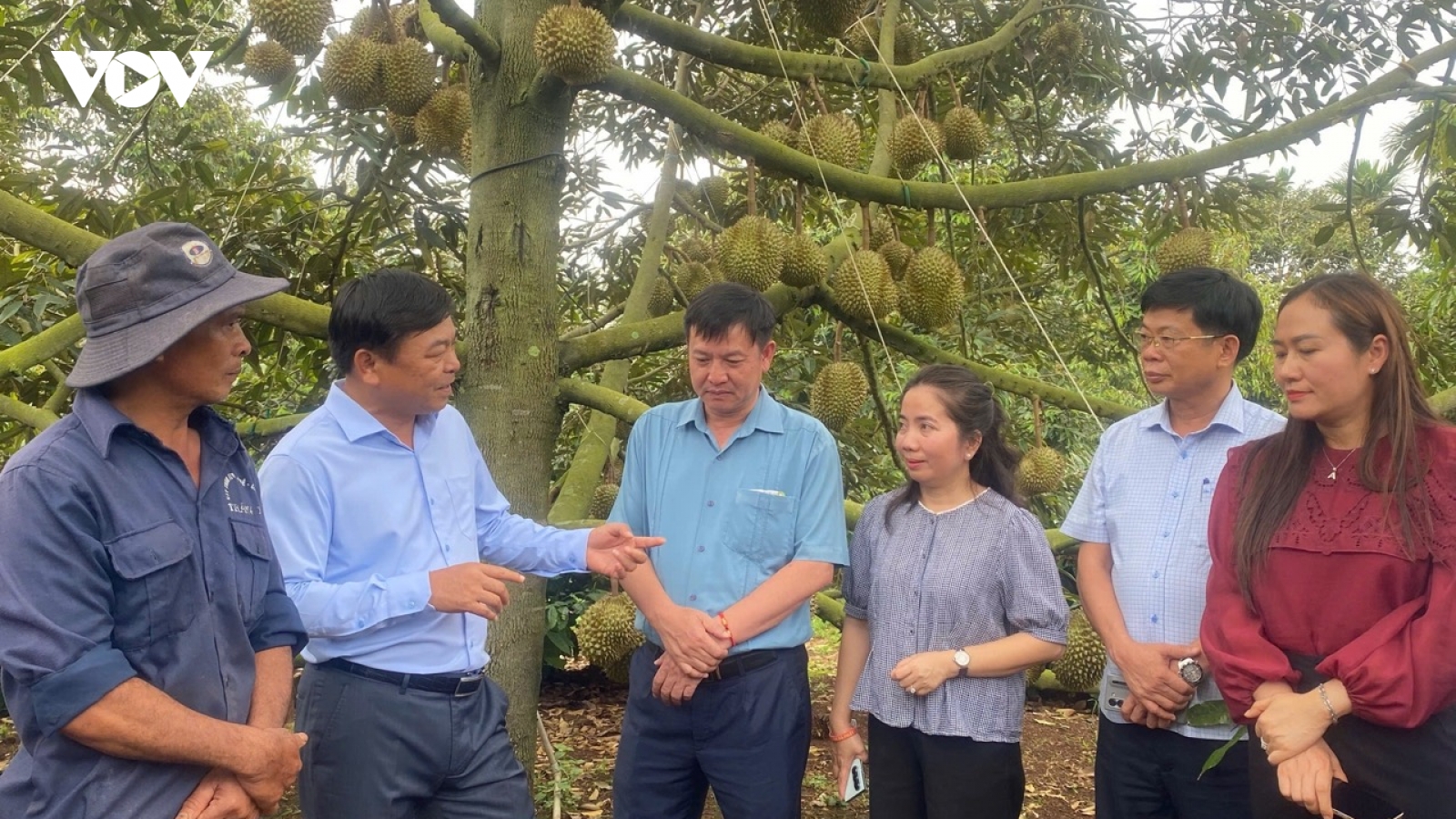 Đắk Lắk số hóa vùng trồng, minh bạch ngành hàng sầu riêng