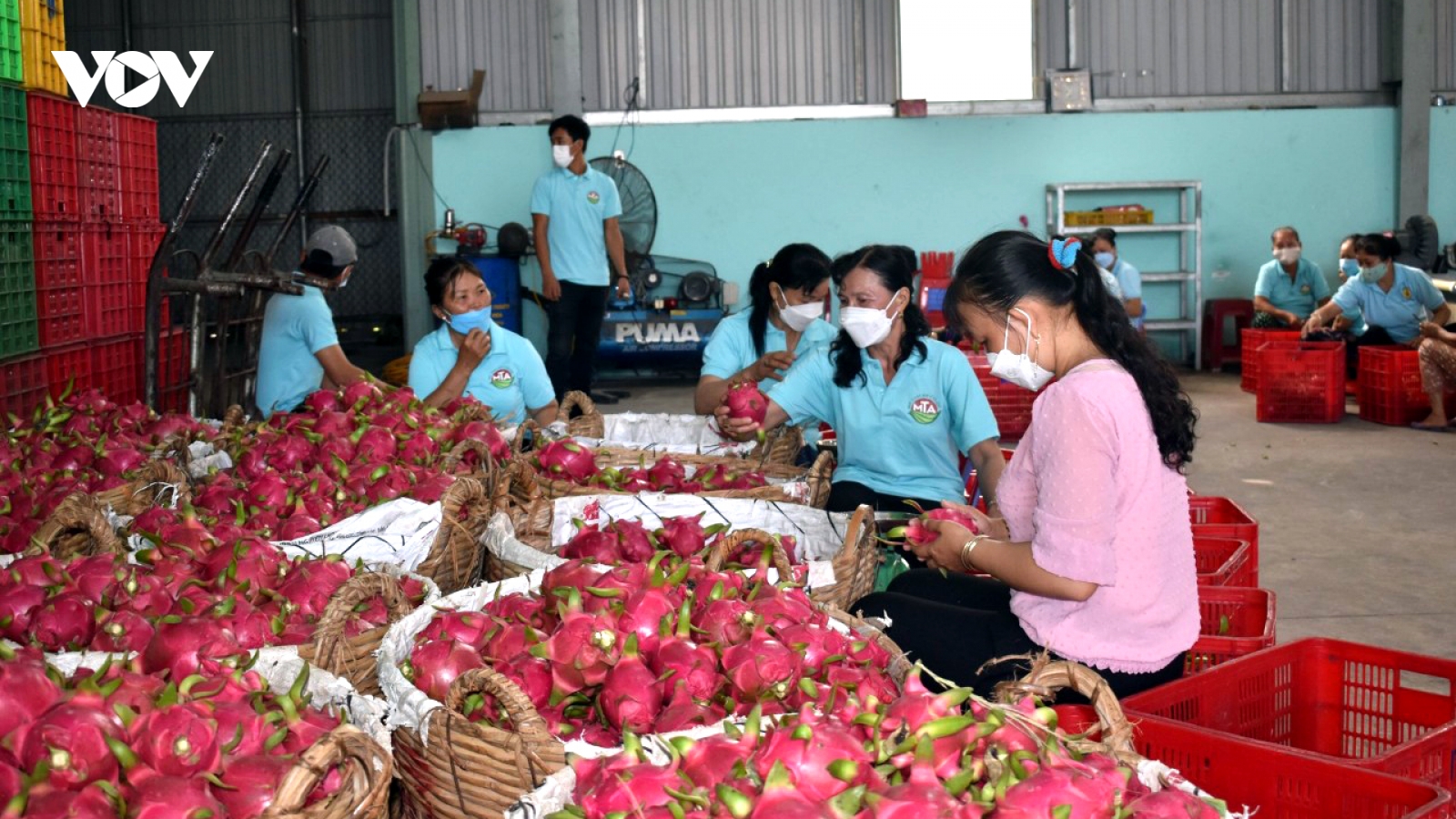 Đồng Tháp đã cấp 3.400 mã số vùng trồng trái cây chủ lực