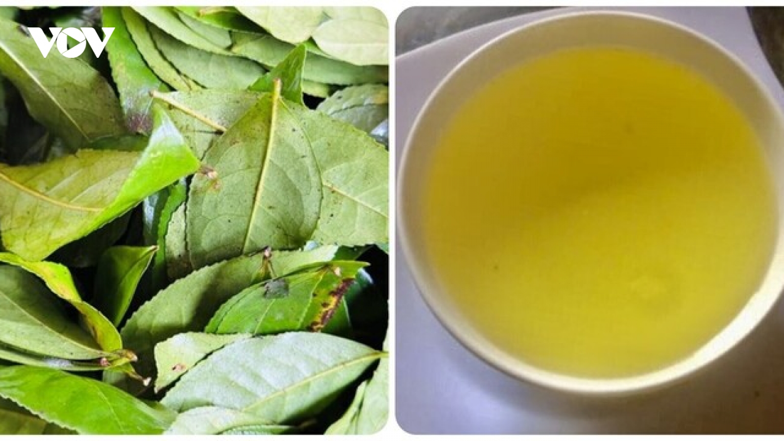 Điều gì xảy ra nếu bạn uống nước chè xanh mỗi ngày?