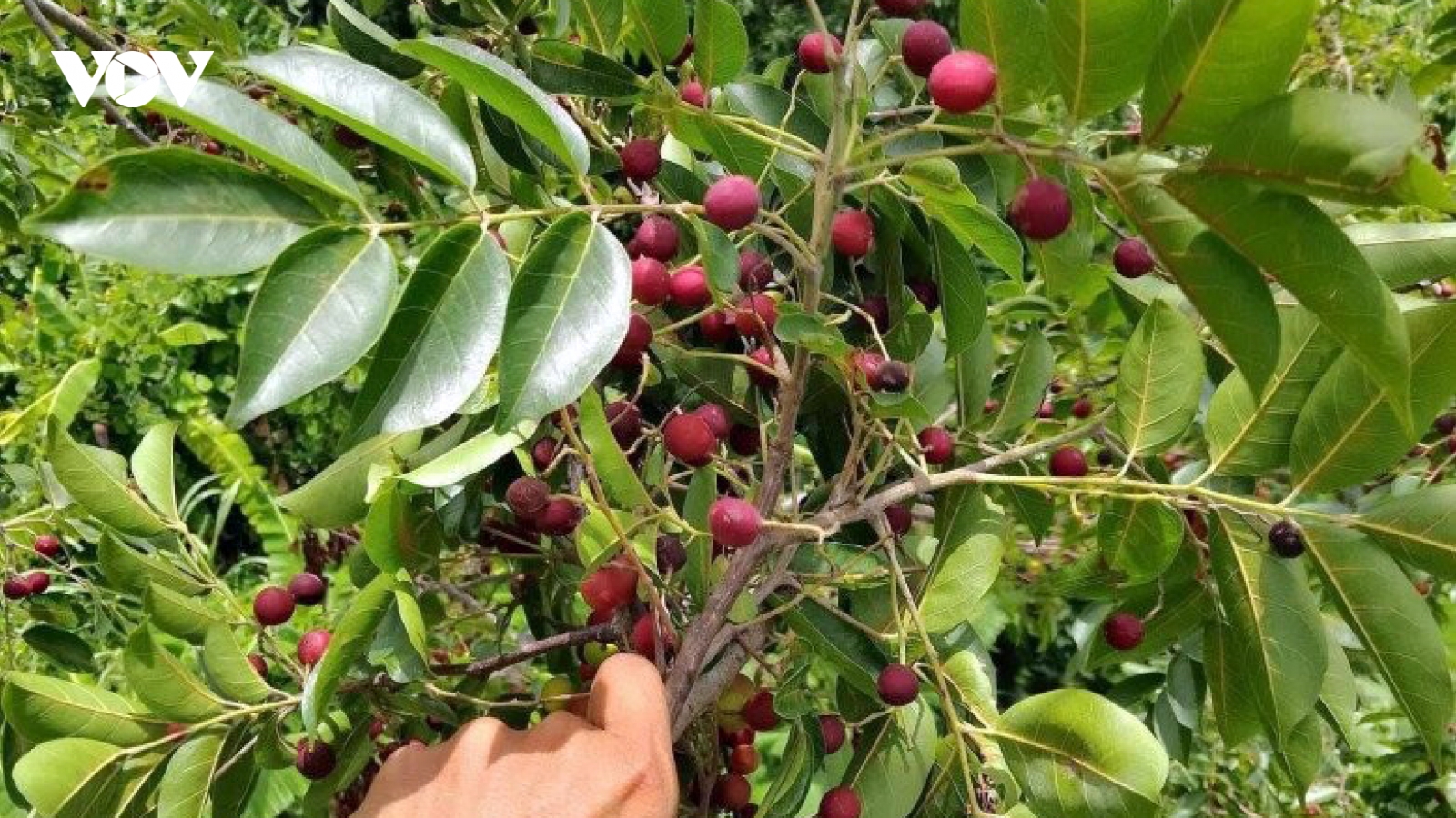 Độc đáo quả da đá ở Khánh Hòa, giá khá bình dân