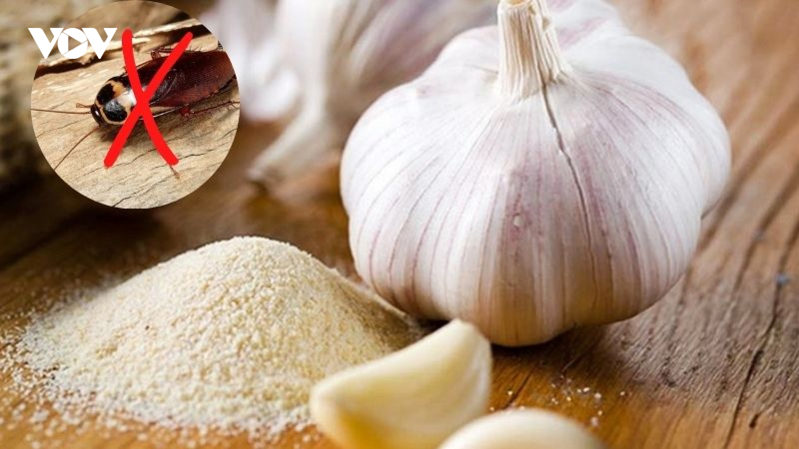 Dùng tỏi đuổi gián: Có hiệu quả như lời đồn?