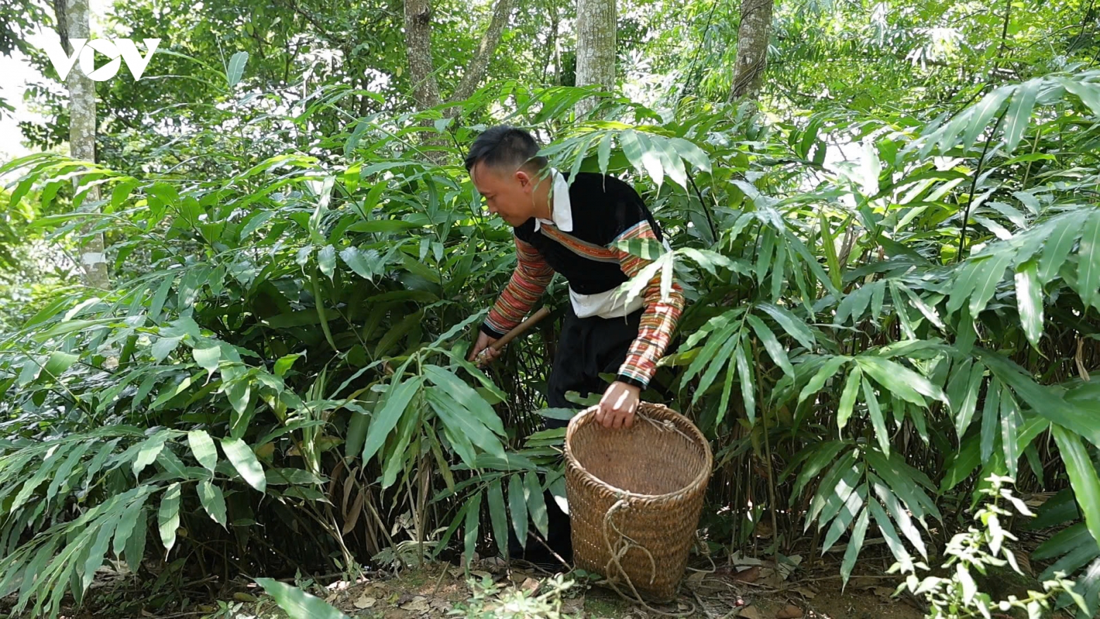 Trồng sa nhân tím - hướng thoát nghèo của đồng bào vùng cao Trạm Tấu