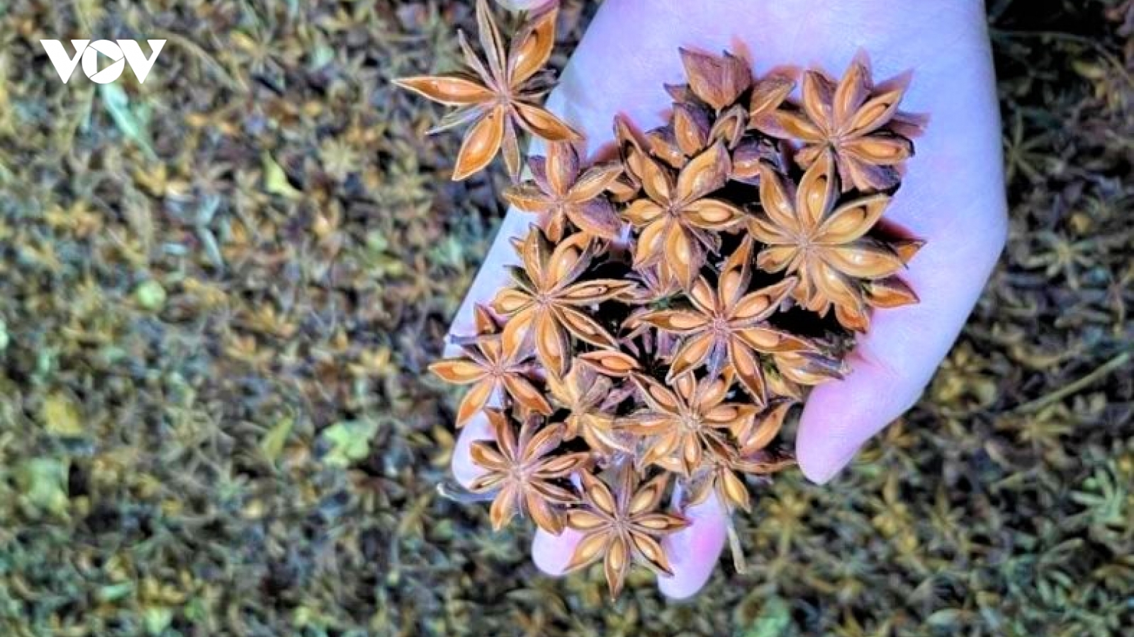 Loại hoa thơm nức của Việt Nam được thế giới săn lùng