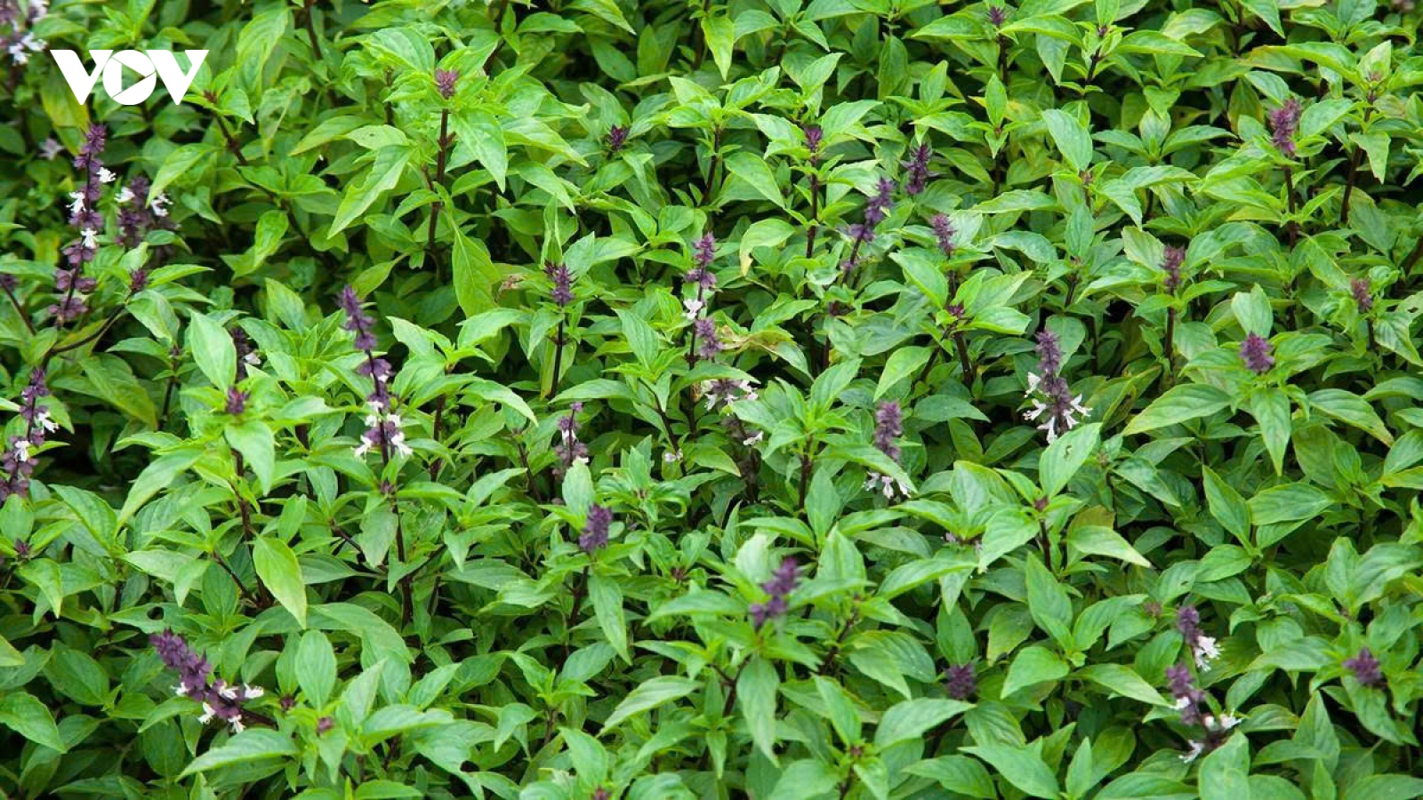 Nhà đang trồng húng quế, đừng bỏ qua những lưu ý này