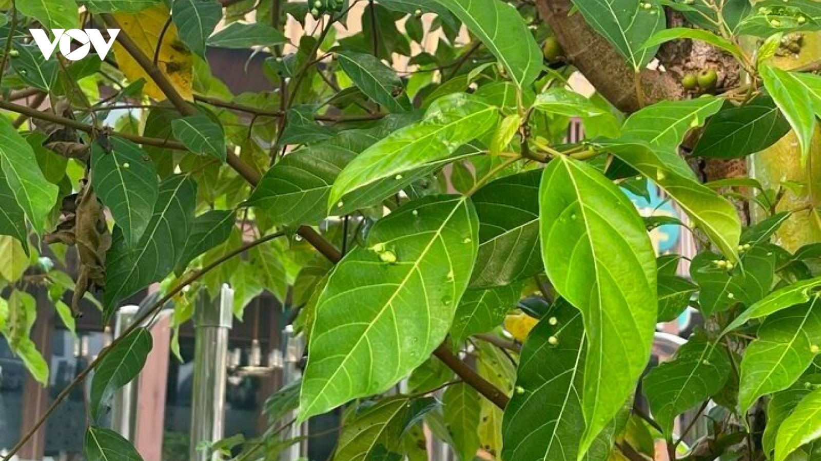 Cây thuốc quý hay trồng bờ ao, từ lá đến quả đều cực tốt cho sức khỏe