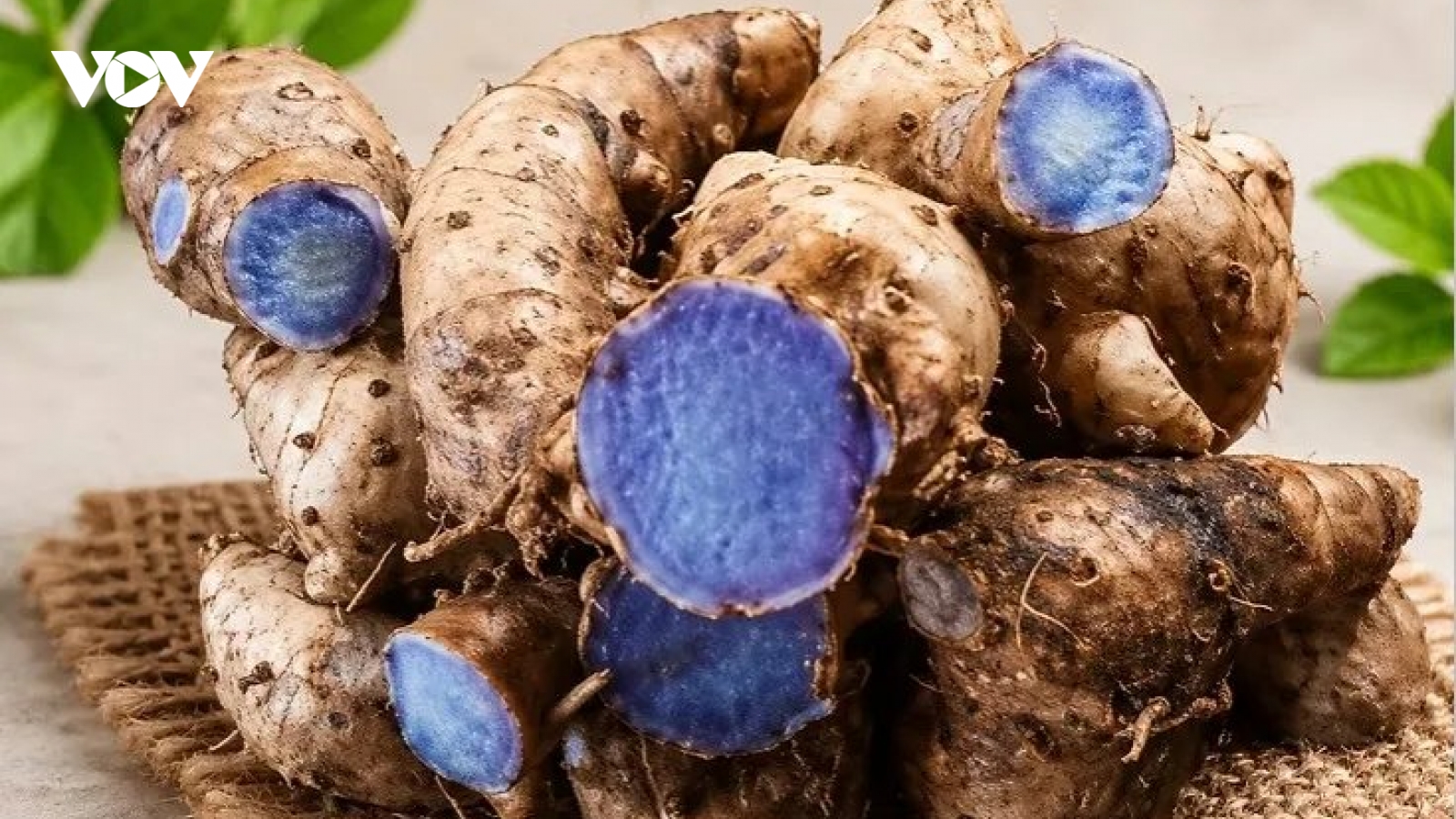 Vị thuốc quý giúp ngừa đột quỵ, chống viêm và trẻ hóa tế bào lại ít người biết