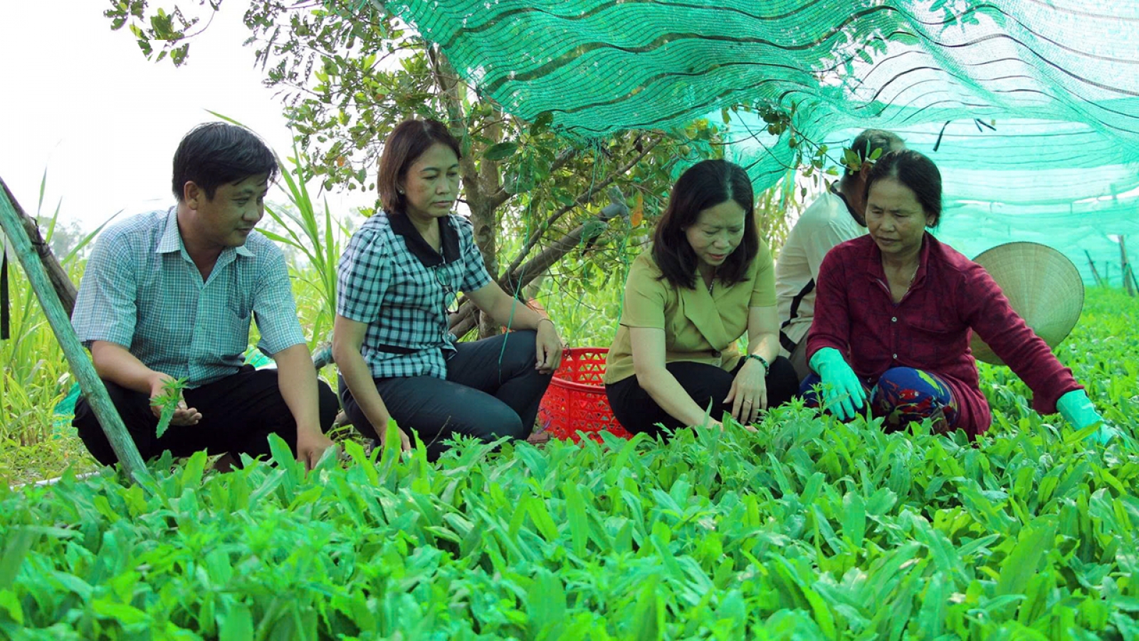 Ngò gai - cây cho thu nhập khá ở Cần Thơ