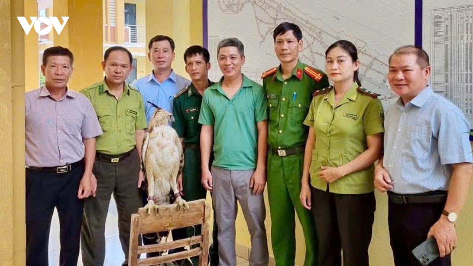 Người dân Huế giao nộp cá thể diều núi quý hiếm
