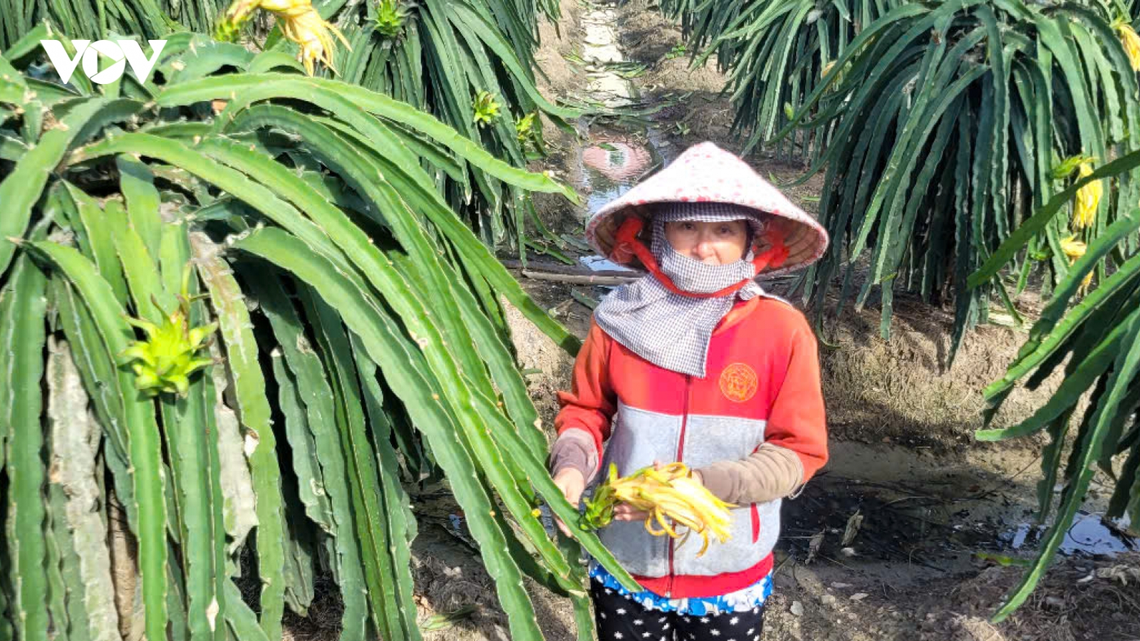 Cây thanh long ở Đồng Tháp “thoái trào”, nông dân tiến thoái lưỡng nan