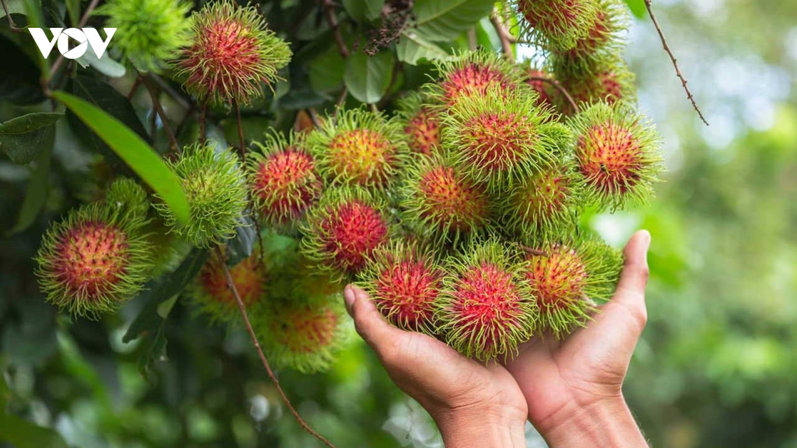 Loại quả ngoài xù xì, trong mọng nước, vừa ngon vừa bổ cứ ra chợ là có