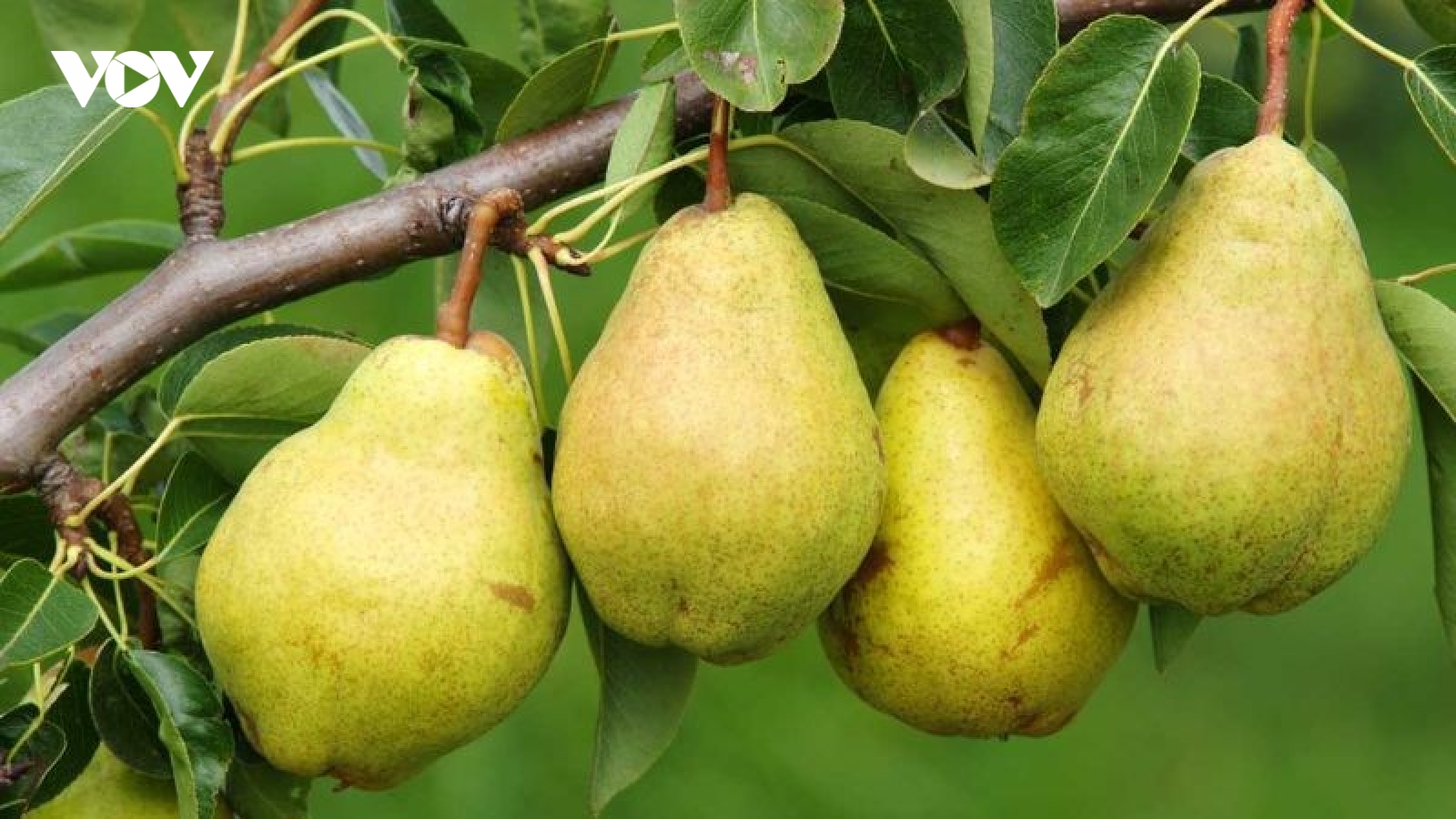 Quả lê có gì đặc biệt mà được xem là thực phẩm tốt cho sức khỏe?