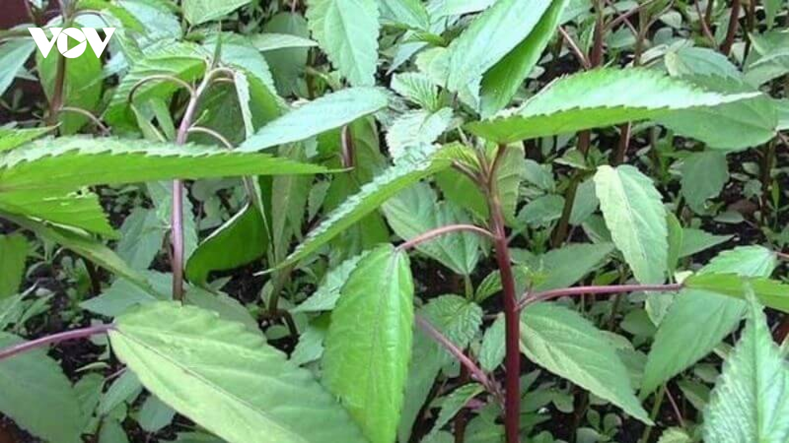 Điều gì khiến rau đay trở thành thực phẩm đáng bổ sung?