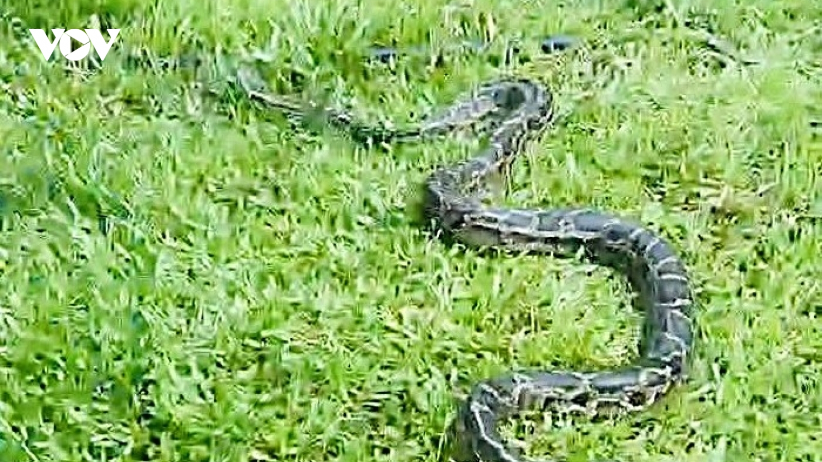 Người dân ở Nghệ An giao nộp cá thể trăn nặng 5kg