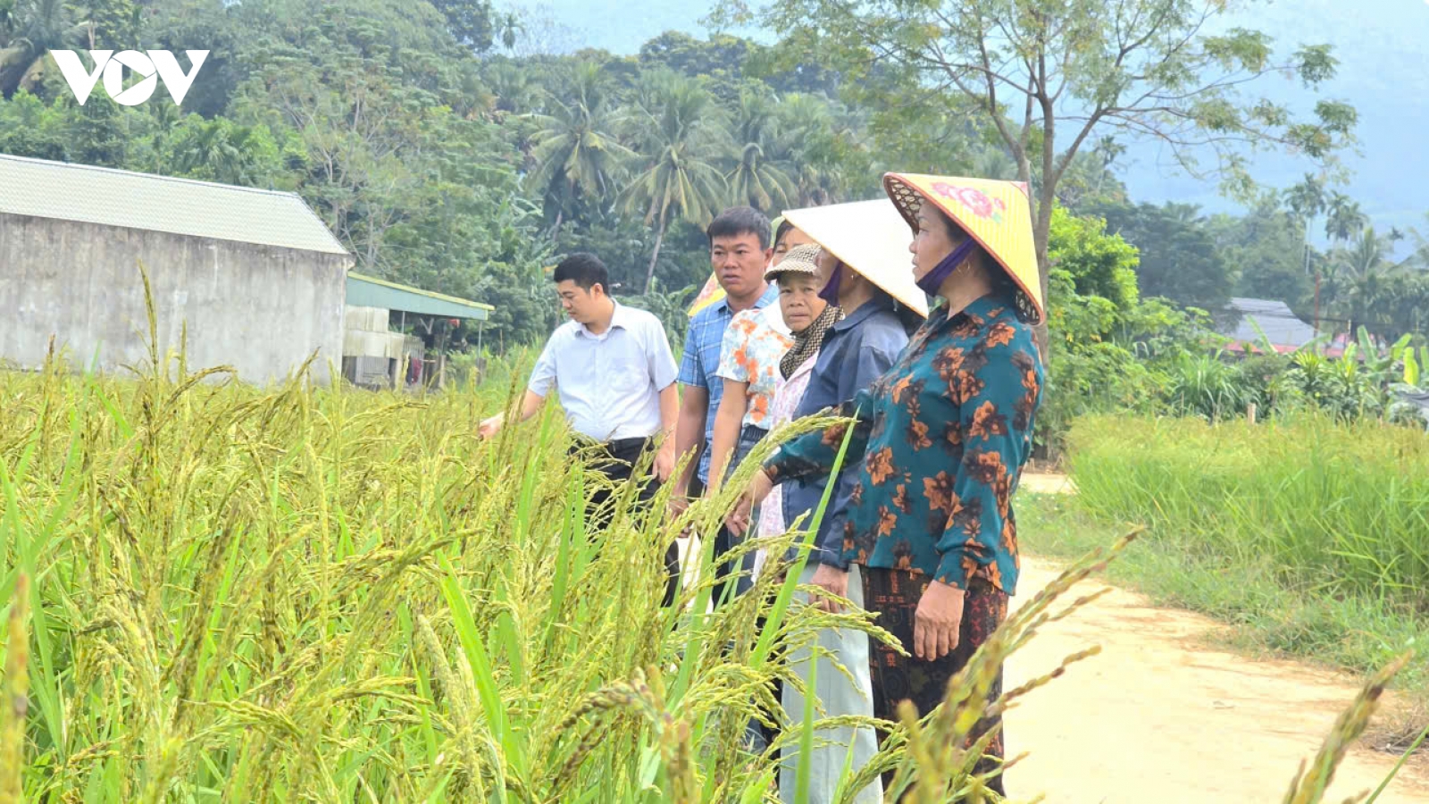 Lúa nếp hạt cau mở hướng thoát nghèo ở Thạch Lập, Thanh Hóa