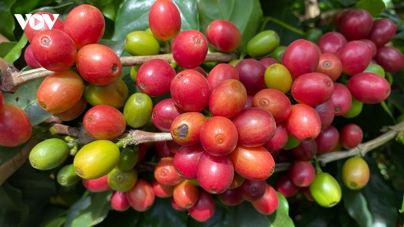 Cà phê Sơn La từ cây xóa đói giảm nghèo đến ngành hàng xuất khẩu