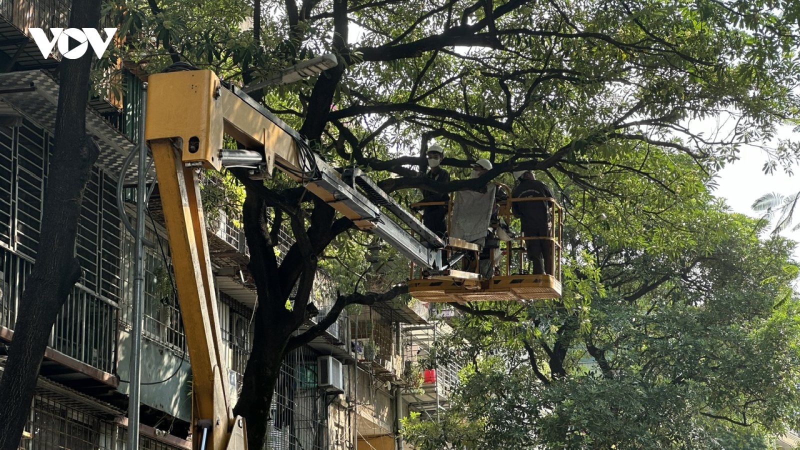 Hà Nội bắt đầu cắt tỉa hoa sữa nở dày để giảm mùi hương
