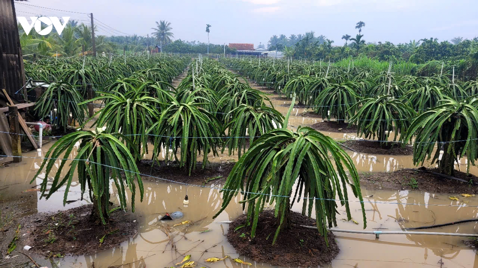 Đồng Tháp: Mưa lớn gây ngập diện rộng, giá nông sản tăng cao