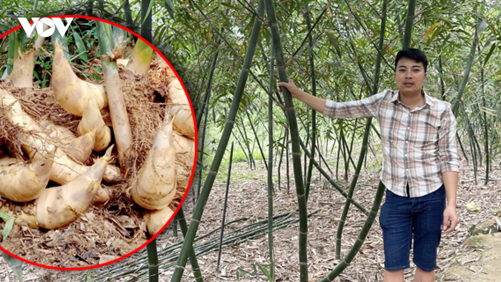 Trồng tre lục trúc lấy măng– mô hình làm giàu hiệu quả