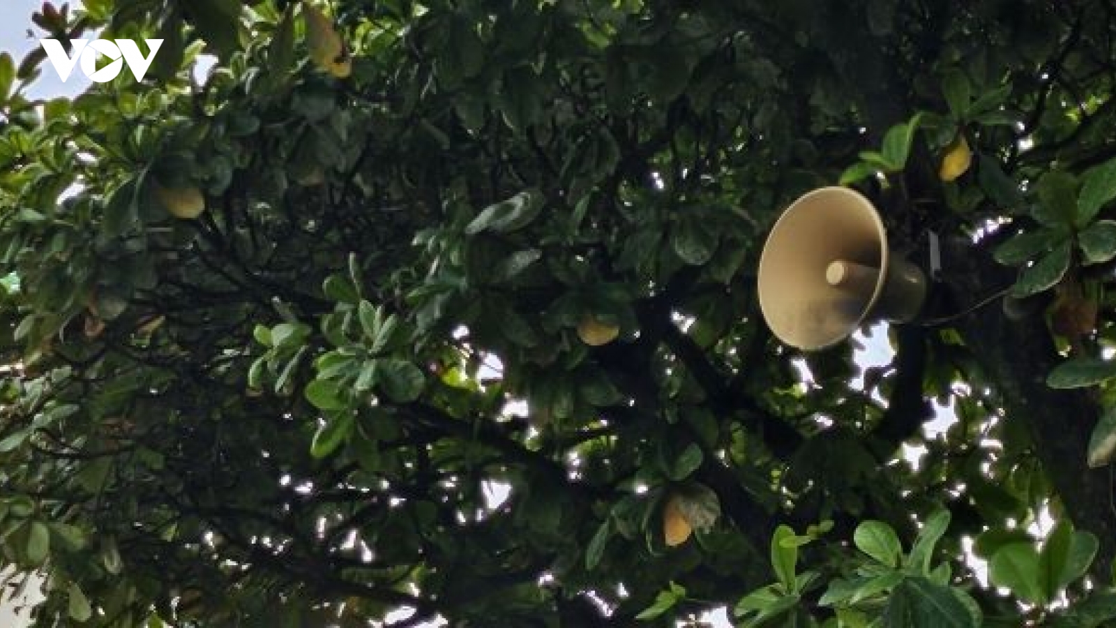 Chỉ nghe tiếng hát…