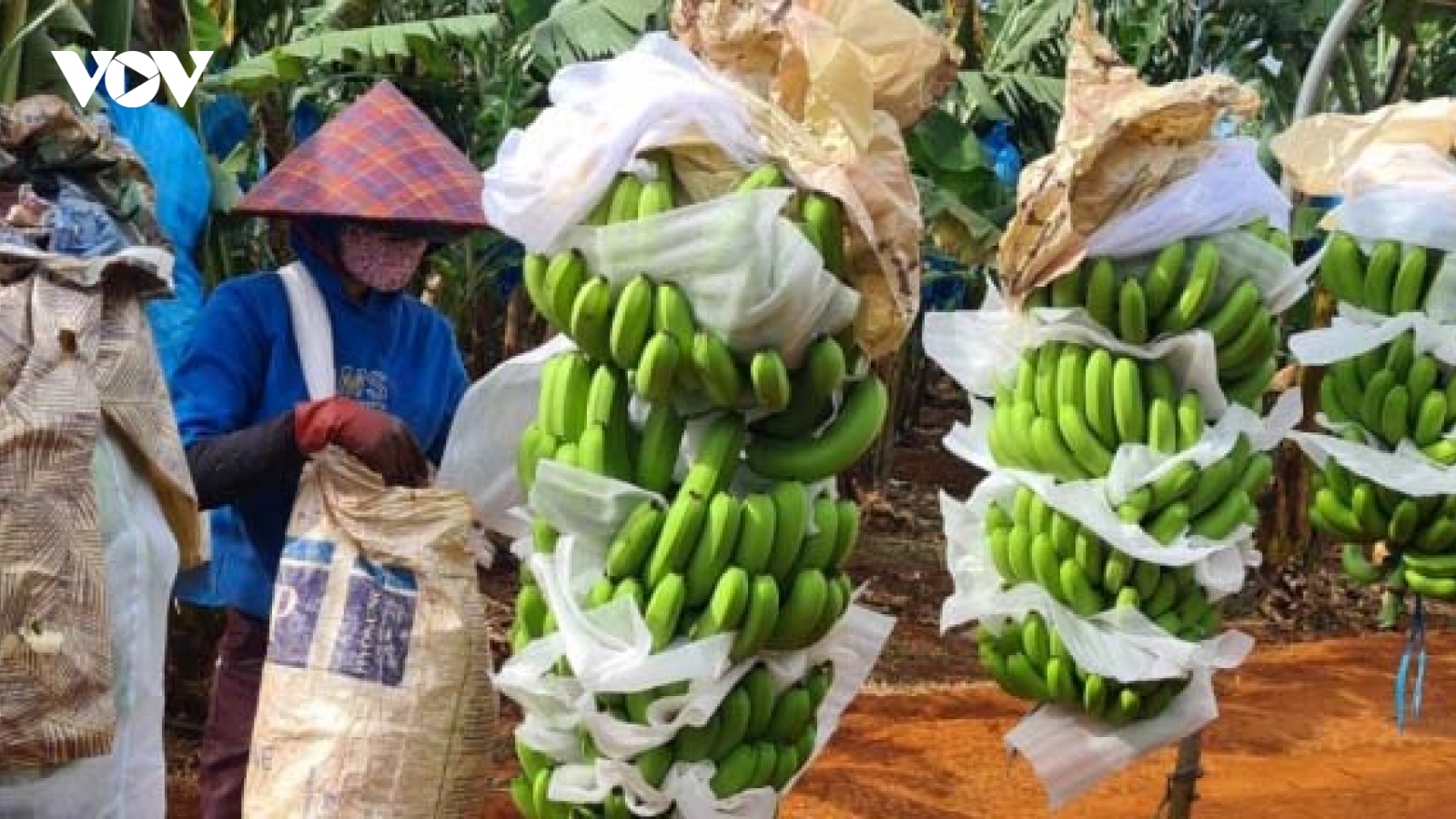 Cơ hội xuất khẩu nông sản, thực phẩm sạch của Việt Nam