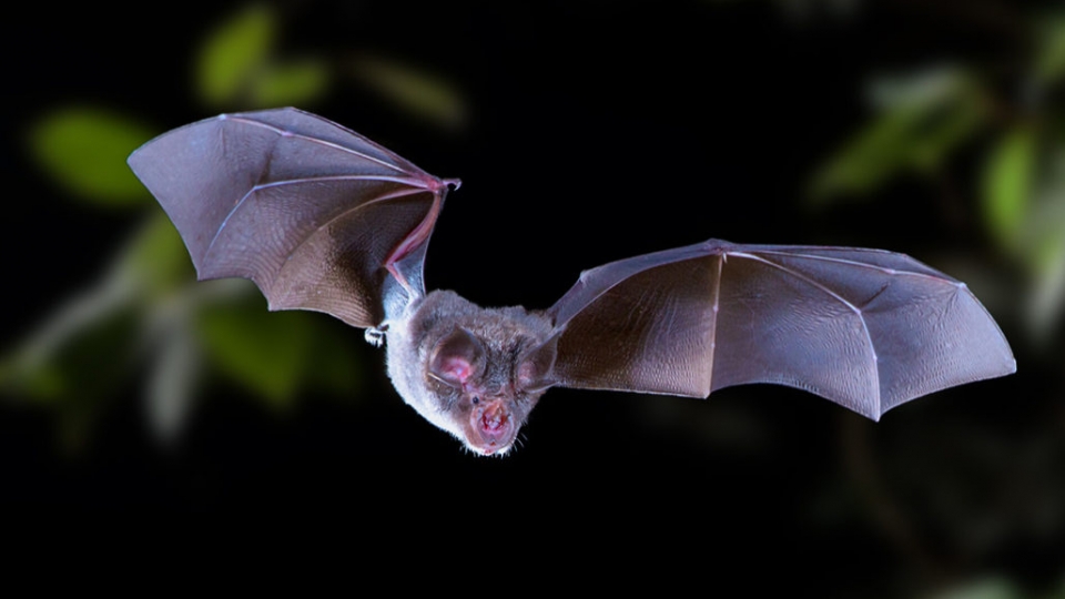 corona_sars-cov-2_doi_science_news.jpg