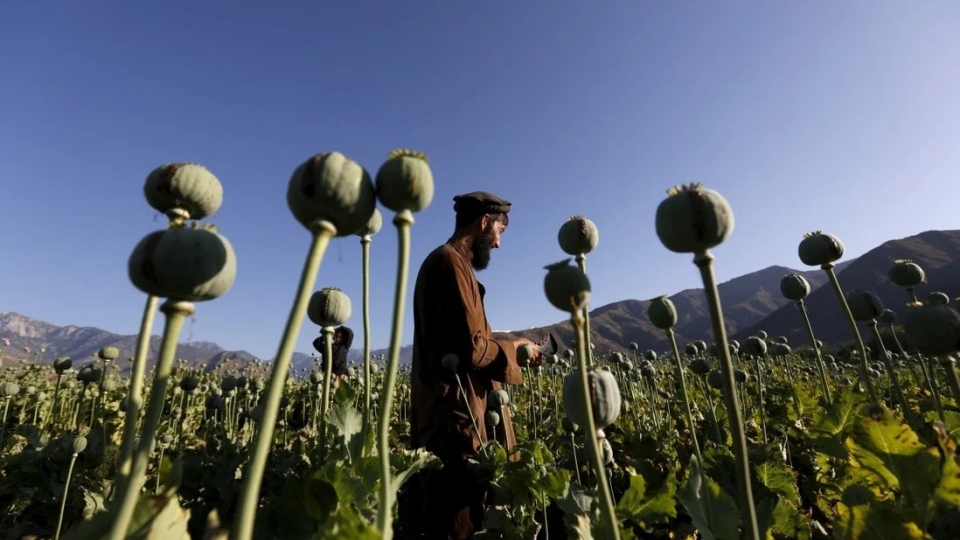 Afghanistan trong cay thuoc phien -reu.jpg