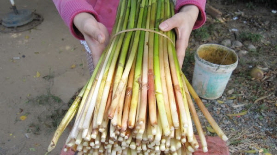cay-nang-bop-dac-san-mien-tay.jpg