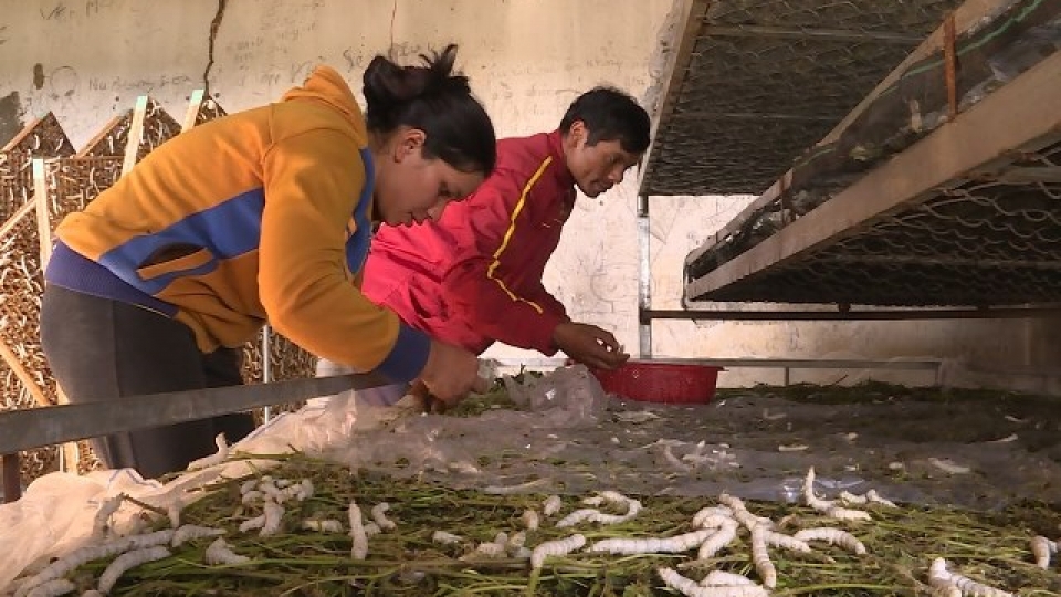 Doi song kinh te kha len nho trong dau nuoi tam.jpg