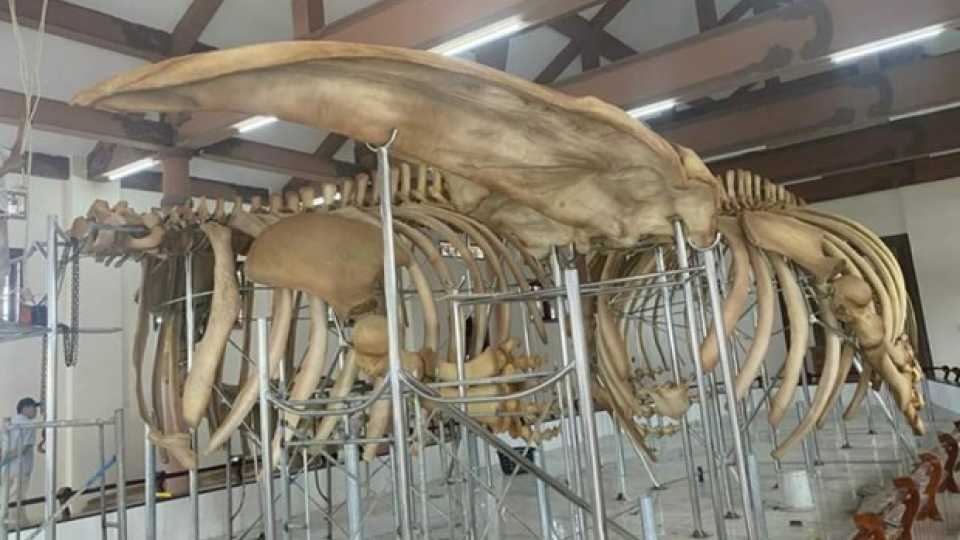 two_sets_of_300yearold_whale_skeleton_restored.jpg