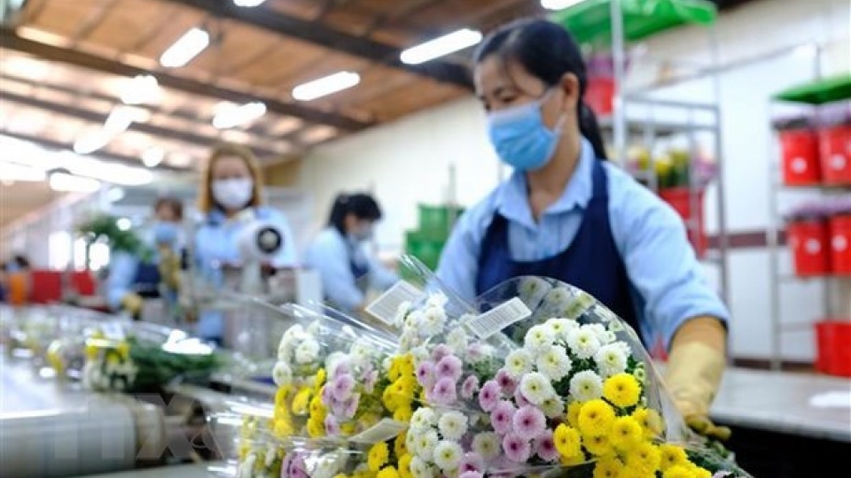 vietnam_to_resume_cut_flower_exports_to_australia.jpg