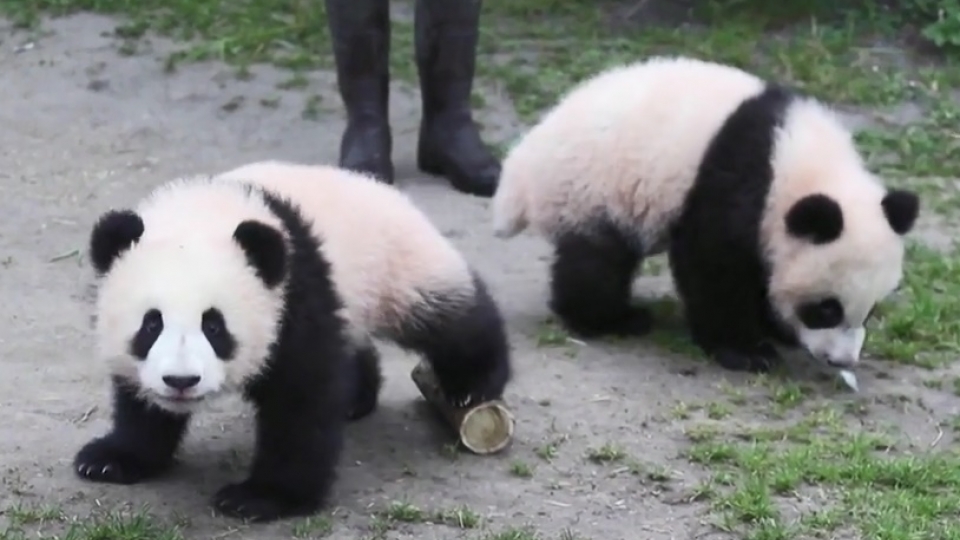gau truc dang yeu song sinh buoc ra ngoai lan dau -vuon thu Beauval.jpg