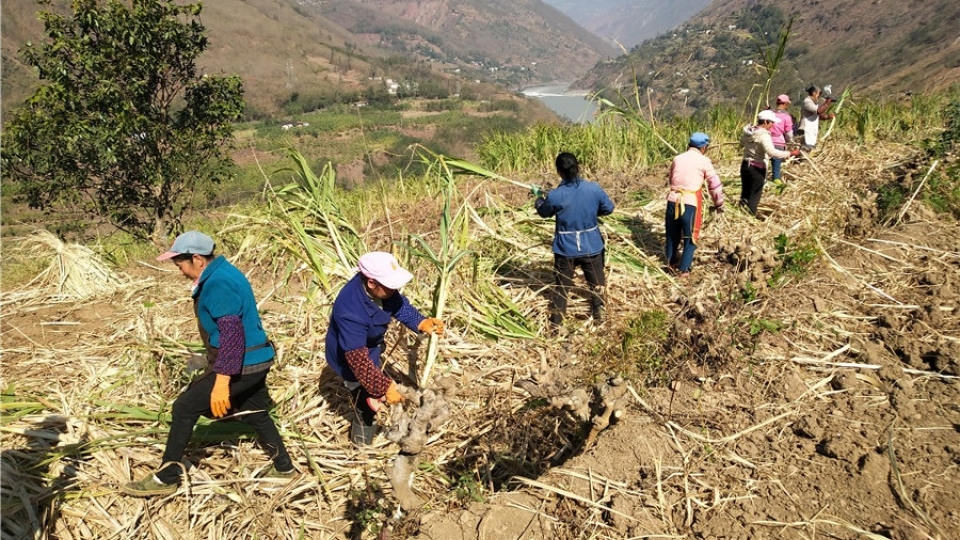 nong dan Trung Quoc tren canh dong mia -China Daily.jpg