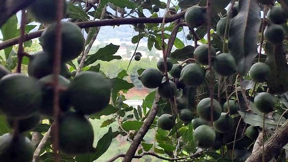 mac_ca_la_cay_trong_phu_hop_tren_dat_lai_chau.jpg