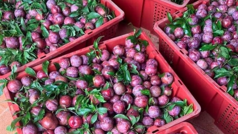 Plum Son la.jpg