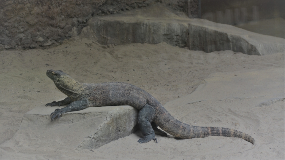 rong_komodo.jpg
