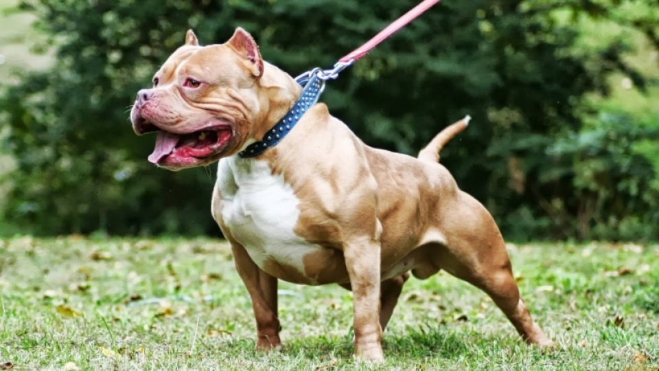 cho-pitbull minh hoa.jpg