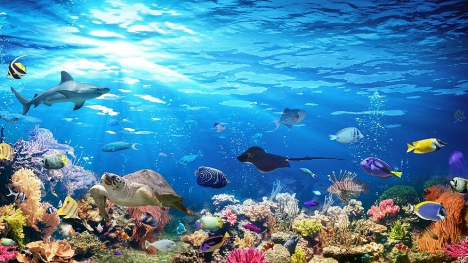 marine diodiversity.jpg