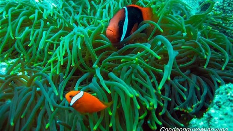 a con_dao_national_park_1.jpg