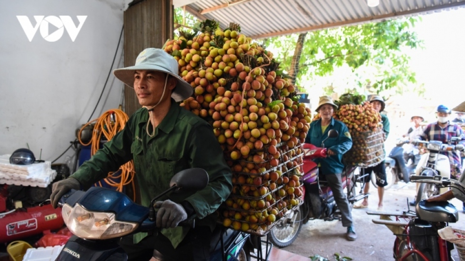 Early-ripening lychee harvesting season in full swing